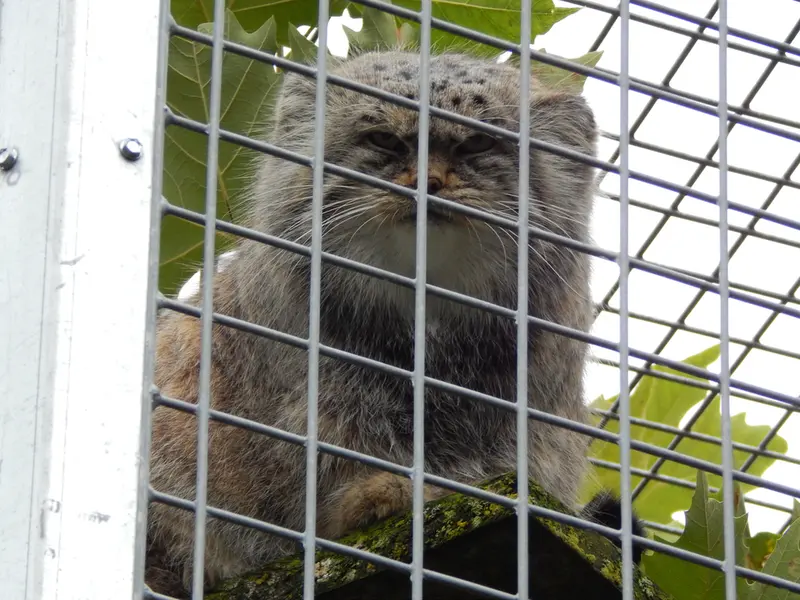 A photograph of Aldan in Zie-Zoo