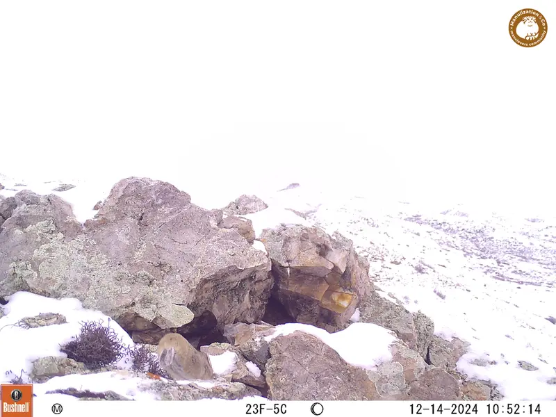A photograph of Pika from Besshoky 1 camera trap