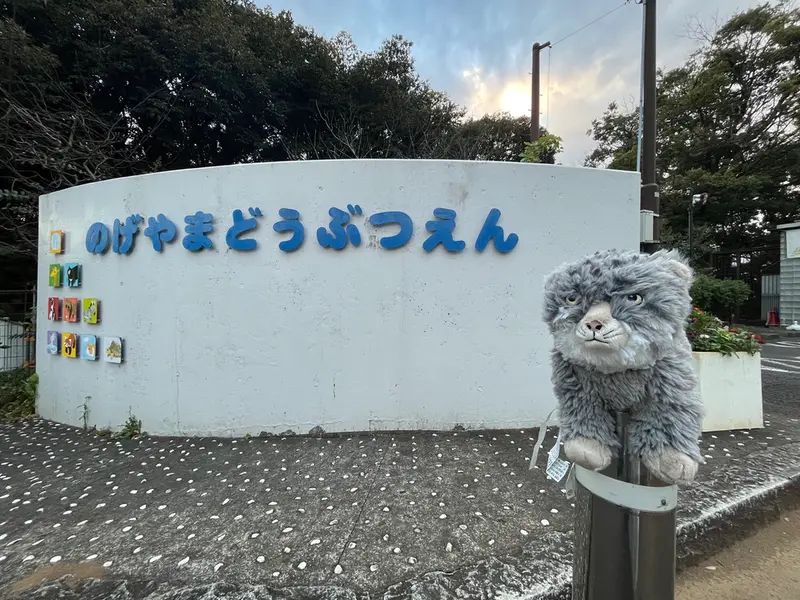 A photograph of a Pallas's cat in Nogeyama Zoo