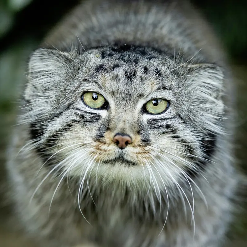 Jethro the Pallas's cat from The Big Cat Sanctuary