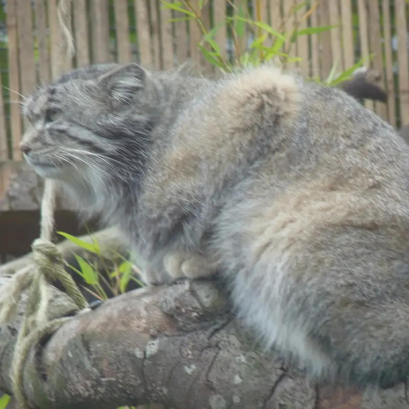 A photograph of Akiko in Edinburgh Zoo