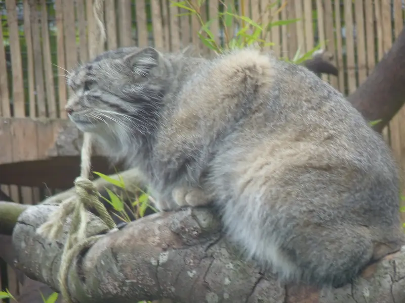 A photograph of Akiko in Edinburgh Zoo