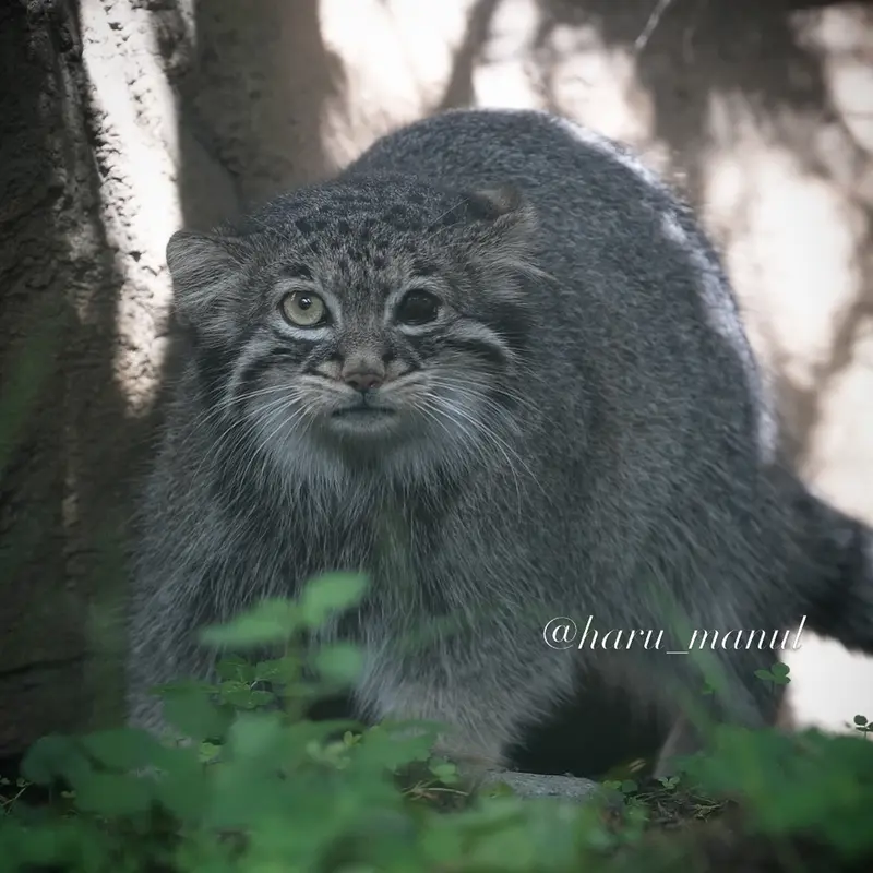 A photograph of Abrikos in Nasu Animal Kingdom