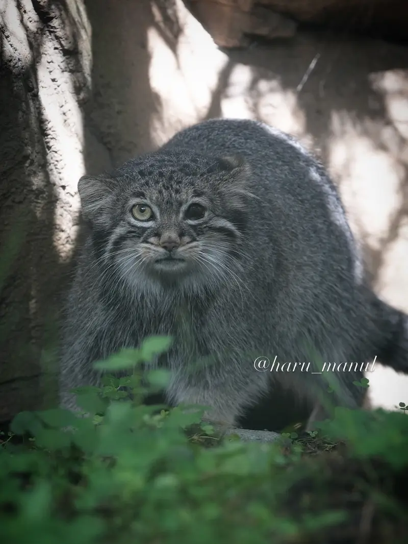 A photograph of Abrikos in Nasu Animal Kingdom