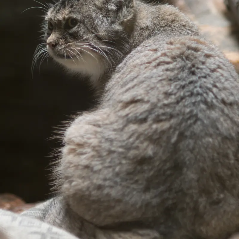 A photograph of Primula in Ueno Zoological Gardens