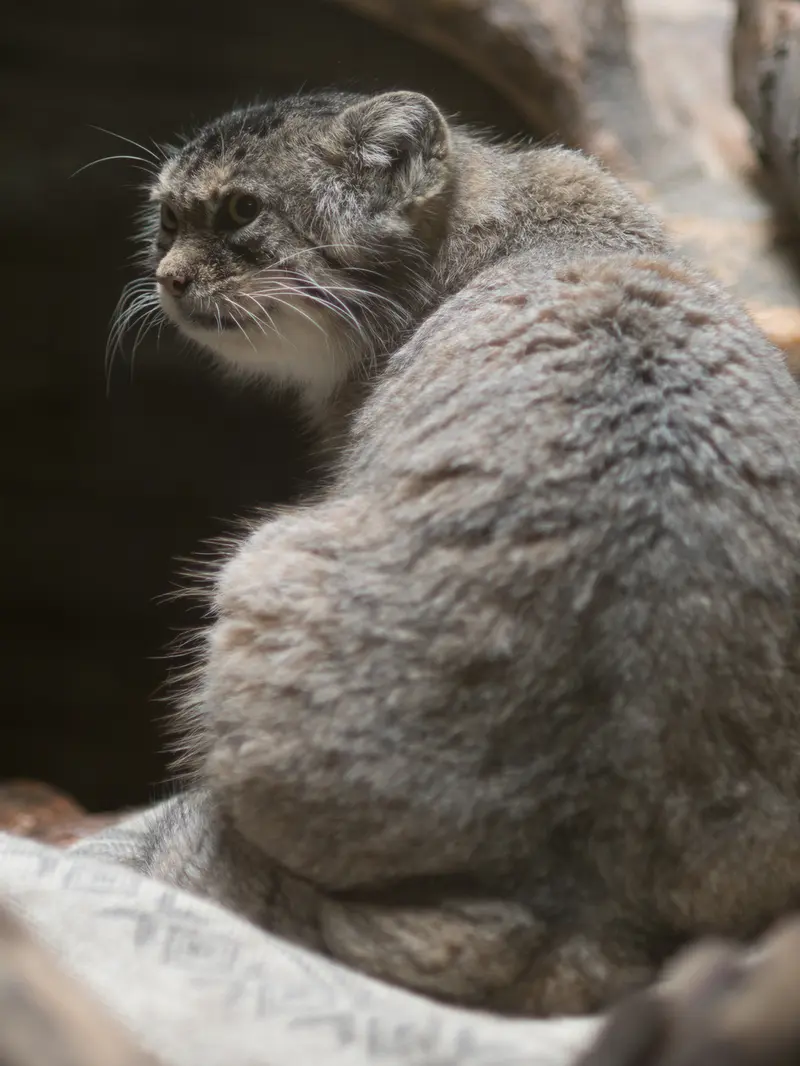 A photograph of Primula in Ueno Zoological Gardens