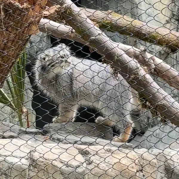 A photograph of a Pallas's cat in Woodland Park Zoo