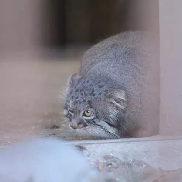 A photograph of Figa in Nogeyama Zoo