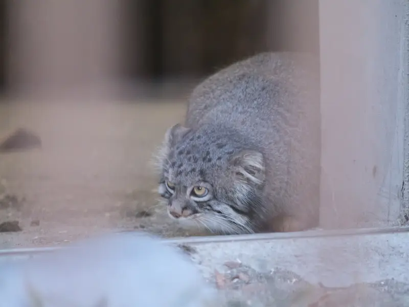 A photograph of Figa in Nogeyama Zoo