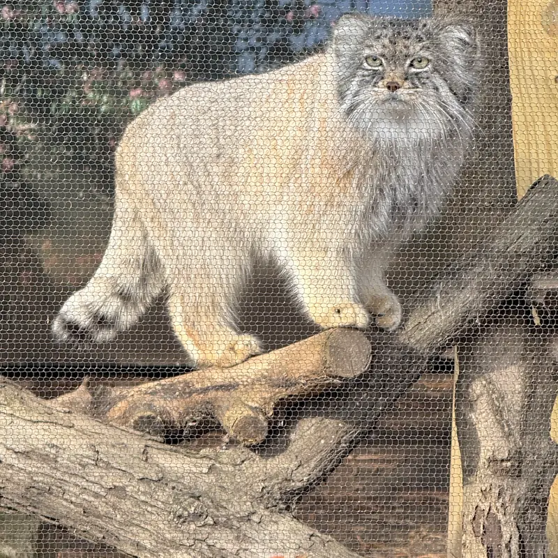 A photograph of Pazi in Potter Park Zoo