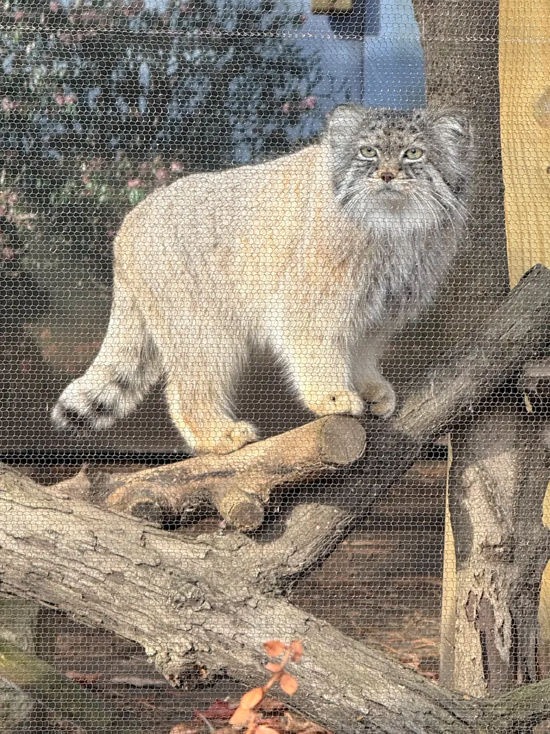 A photograph of Pazi in Potter Park Zoo