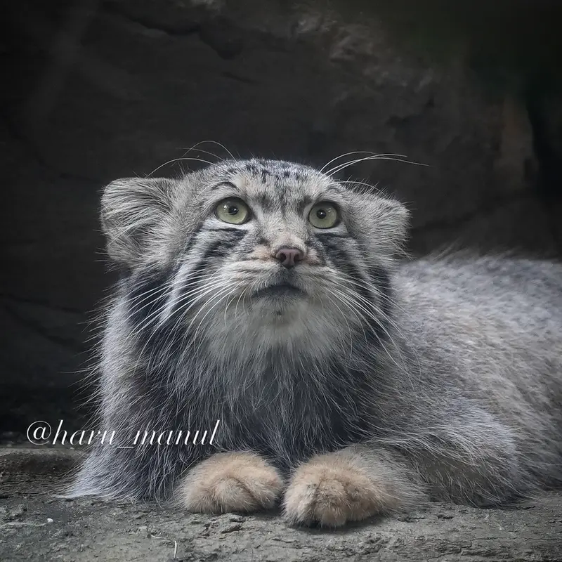A photograph of Nagomu in Nasu Animal Kingdom