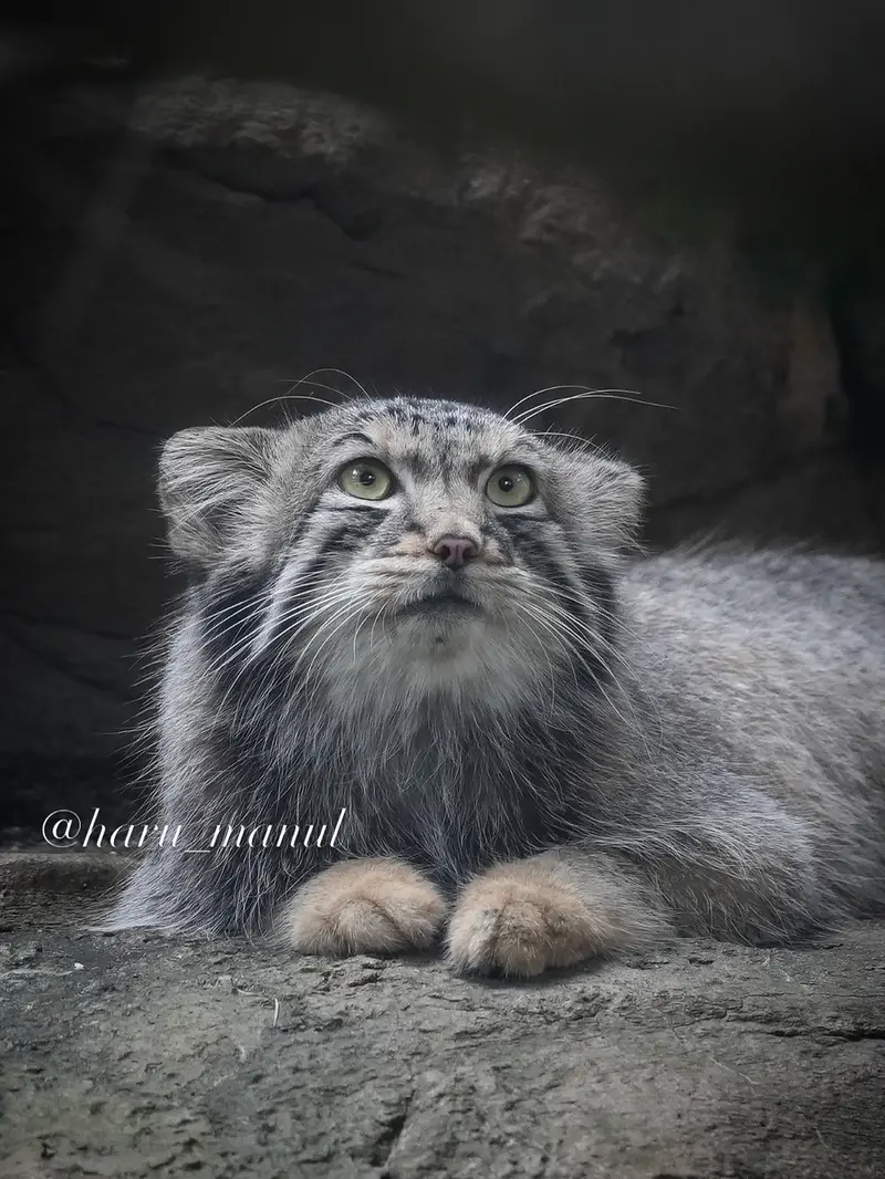 A photograph of Nagomu in Nasu Animal Kingdom