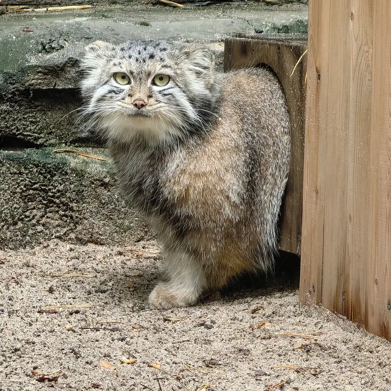 A photograph of Snezhana in Novosibirsk Zoo