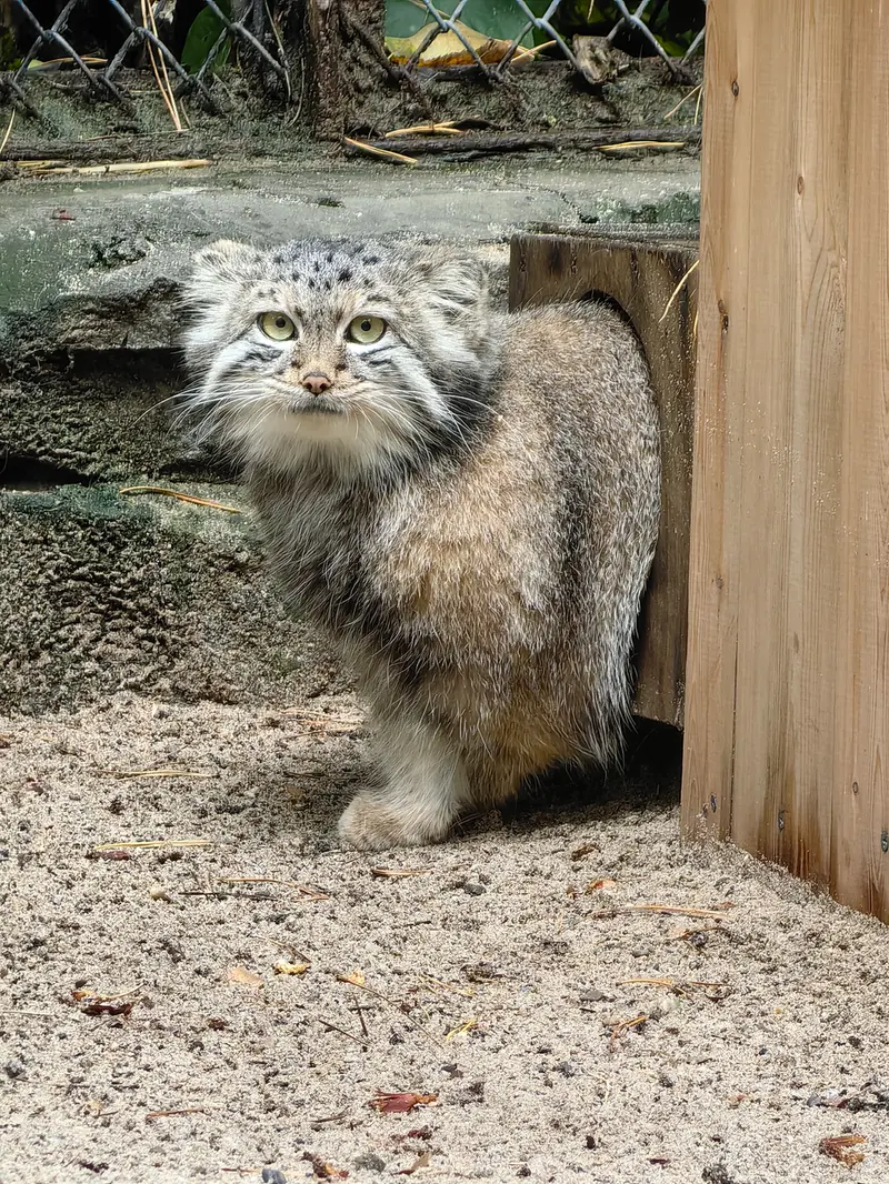 A photograph of Snezhana in Novosibirsk Zoo