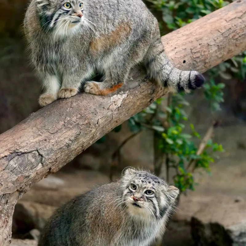 A photograph of Oto in Kobe Animal Kingdom