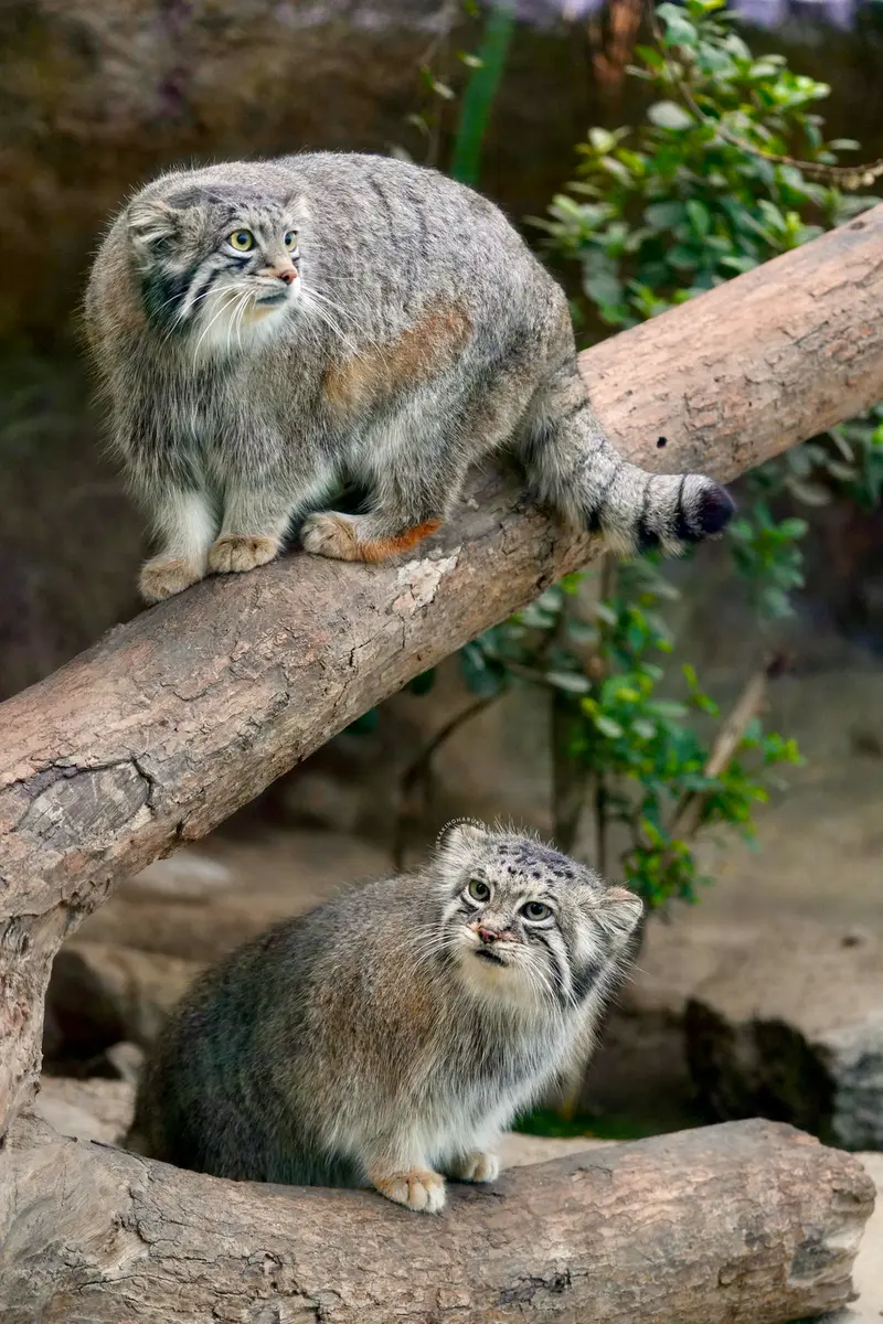 A photograph of Az and Oto in Kobe Animal Kingdom