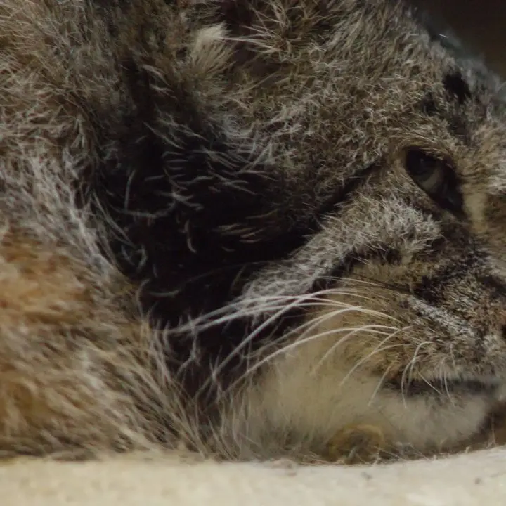 A photograph of a Pallas's cat in Ueno Zoological Gardens