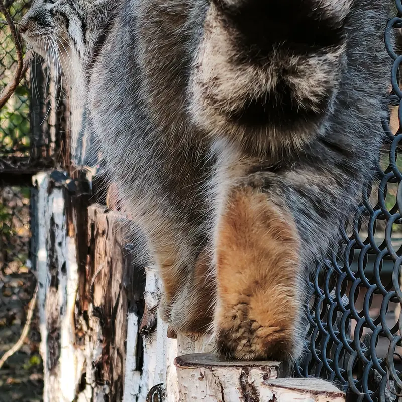 A photograph of Ruf in Novosibirsk Zoo