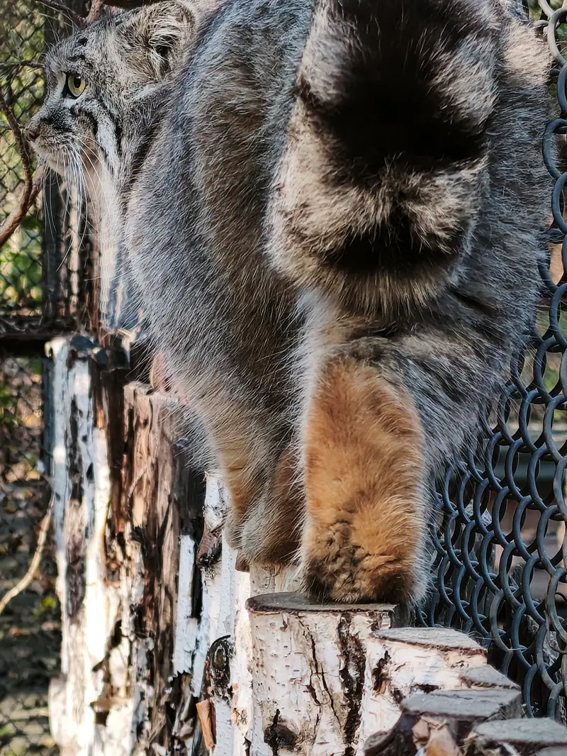 A photograph of Ruf in Novosibirsk Zoo