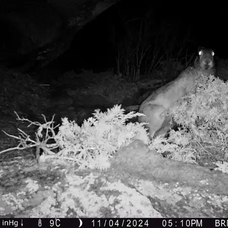 A photograph of European hare from Shubaraigyr camera trap