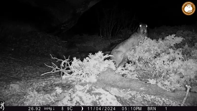 A photograph of European hare from Shubaraigyr camera trap