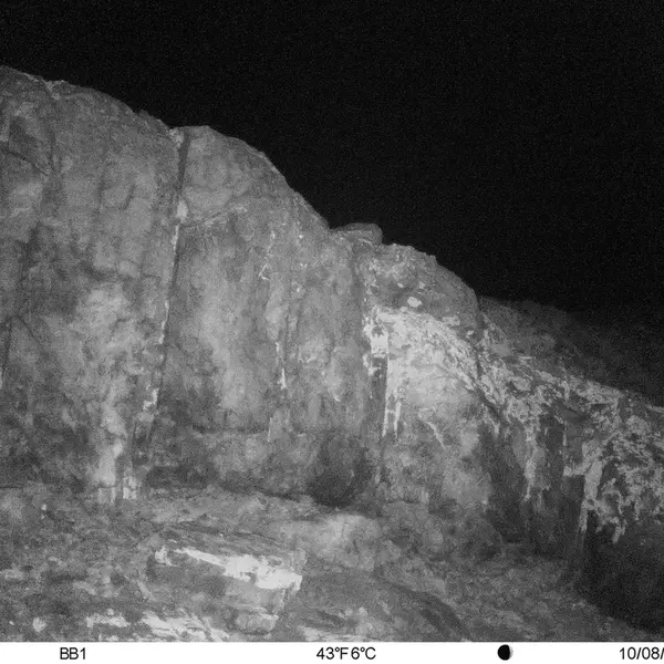 A photograph of Flat-headed vole from Aktas-Kunkora camera trap