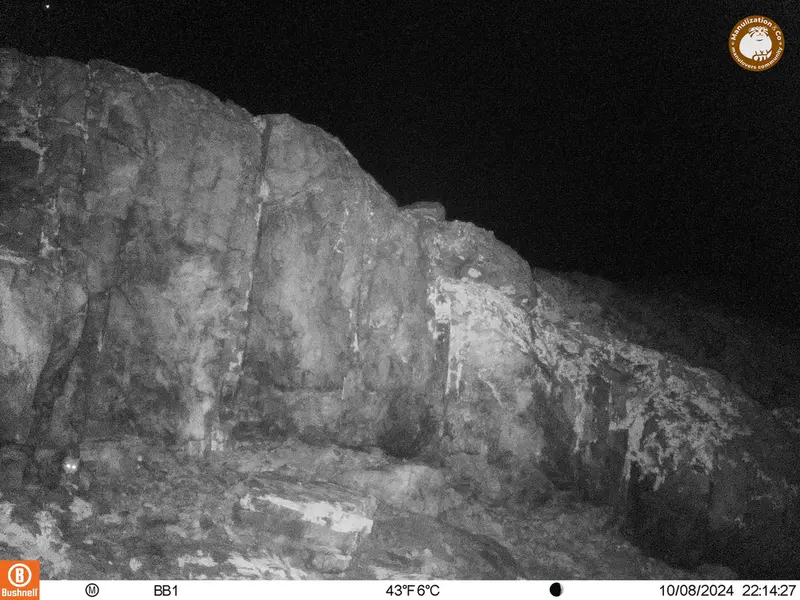A photograph of Flat-headed vole from Aktas-Kunkora camera trap