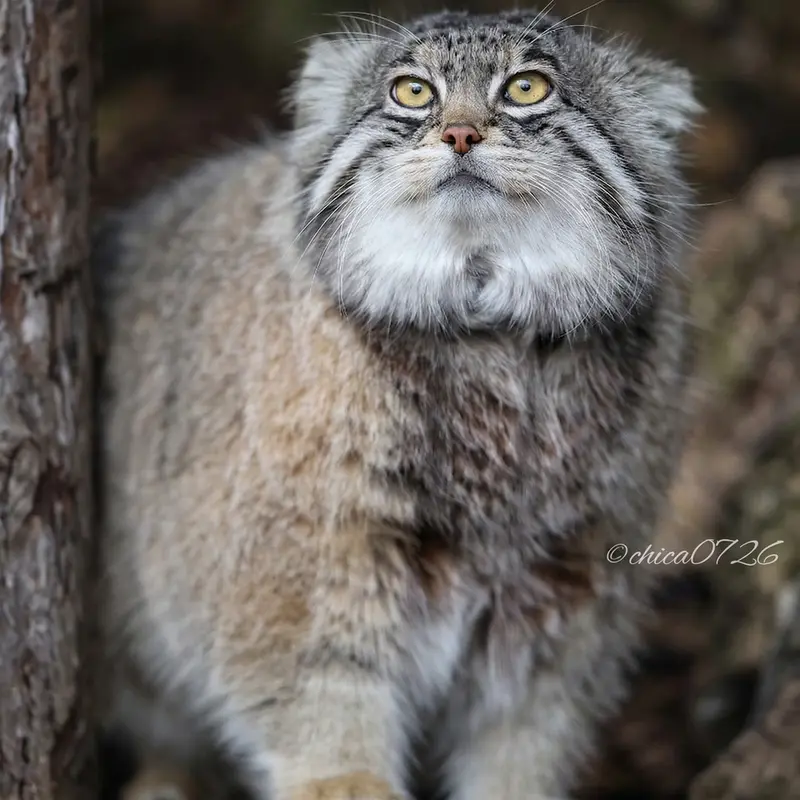 A photograph of Grusha in Asahiyama Zoo
