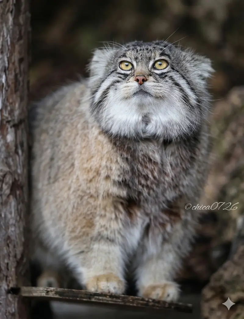 A photograph of Grusha in Asahiyama Zoo