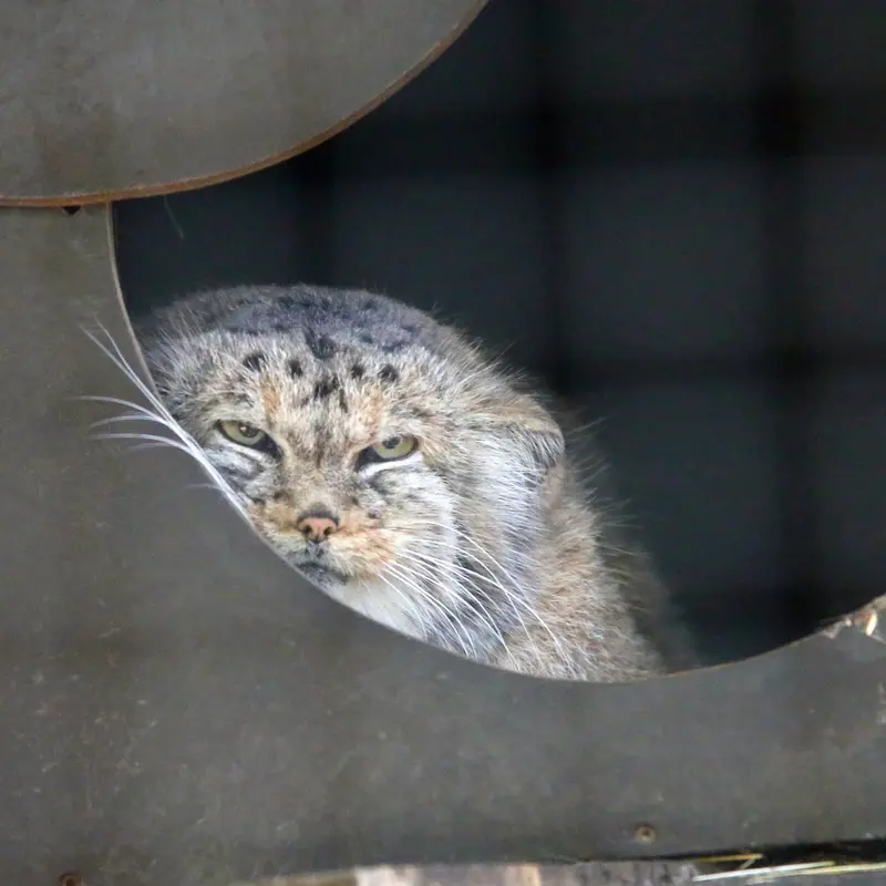 A photograph of Alani in Košice Zoo