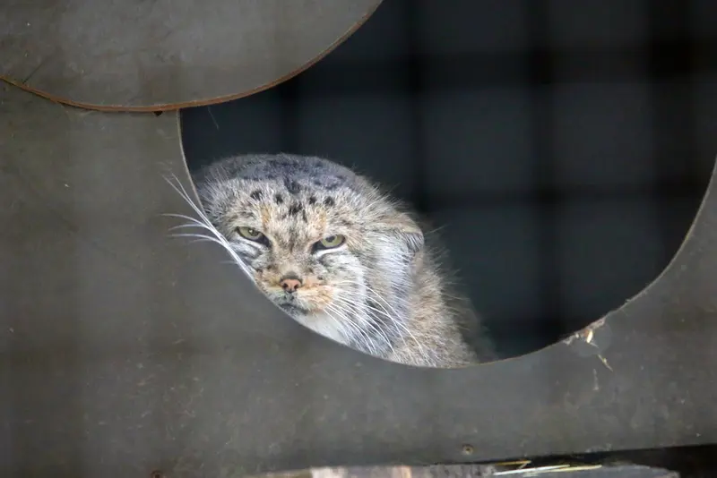 A photograph of Alani in Košice Zoo