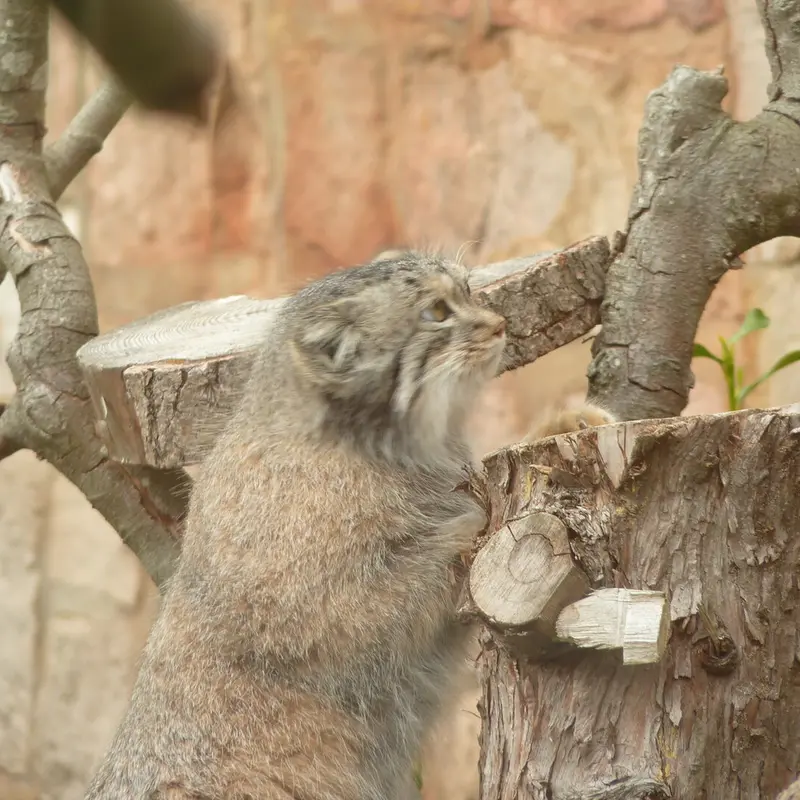 A photograph of Duchess in Edinburgh Zoo