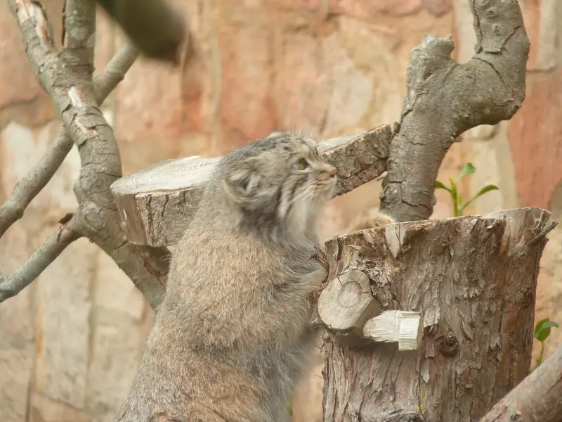 A photograph of Duchess in Edinburgh Zoo