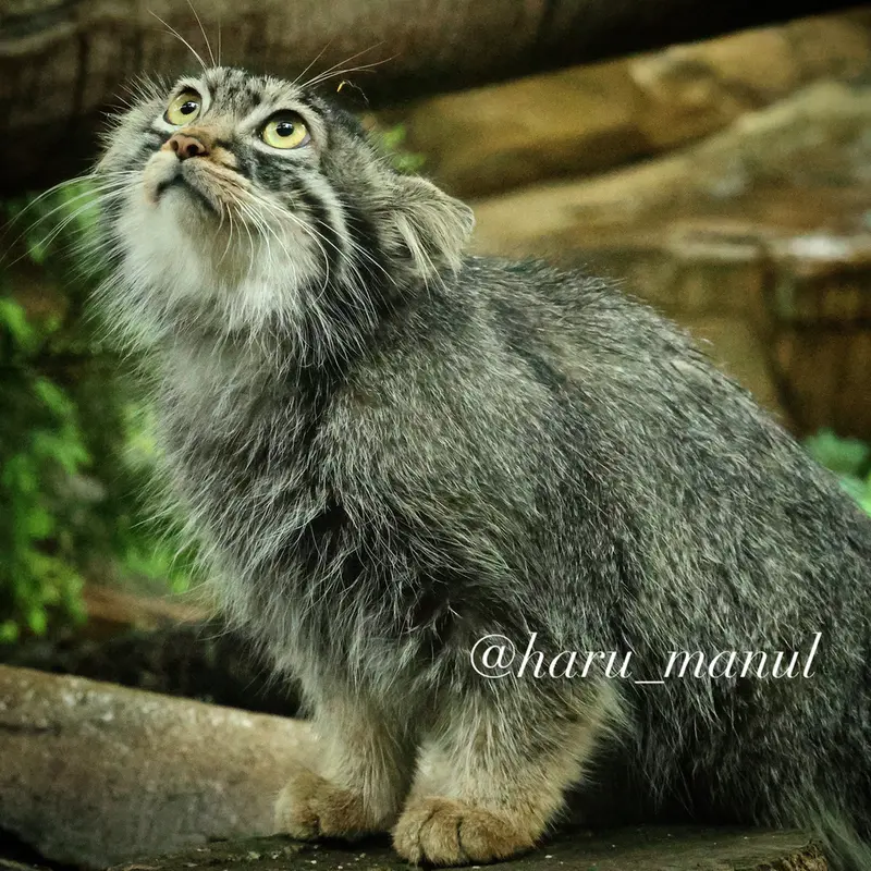 A photograph of Abrikos in Nasu Animal Kingdom