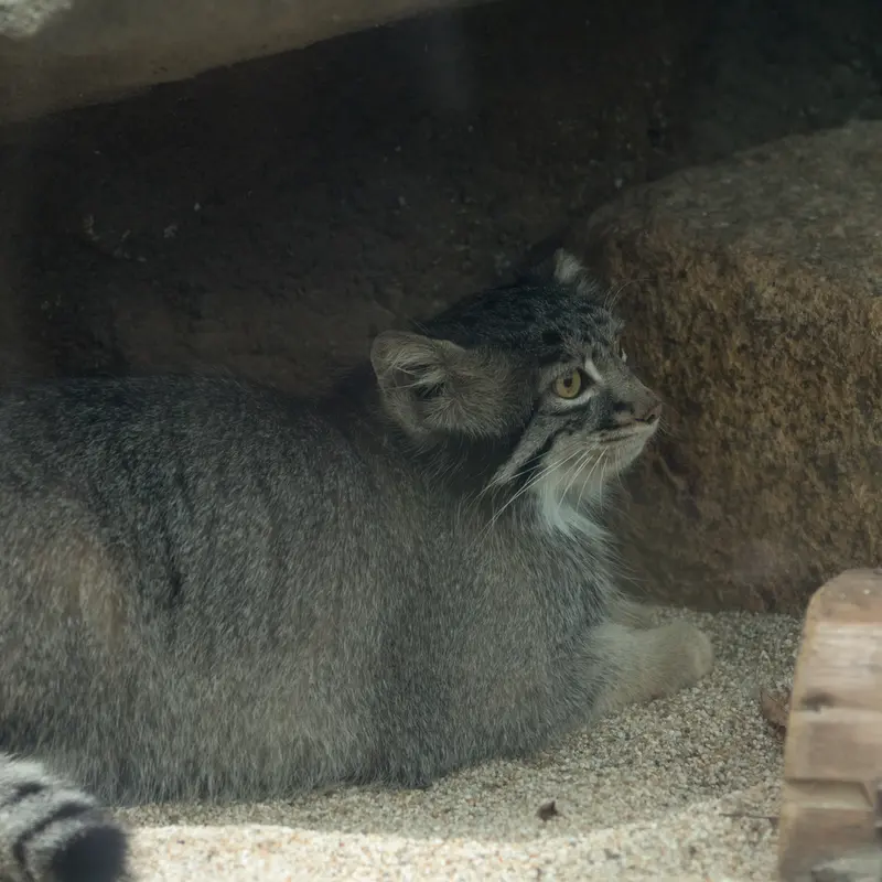 A photograph of Mei in Kobe Animal Kingdom