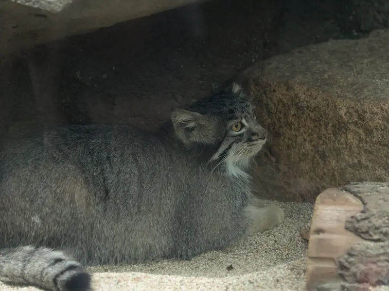 A photograph of Mei in Kobe Animal Kingdom