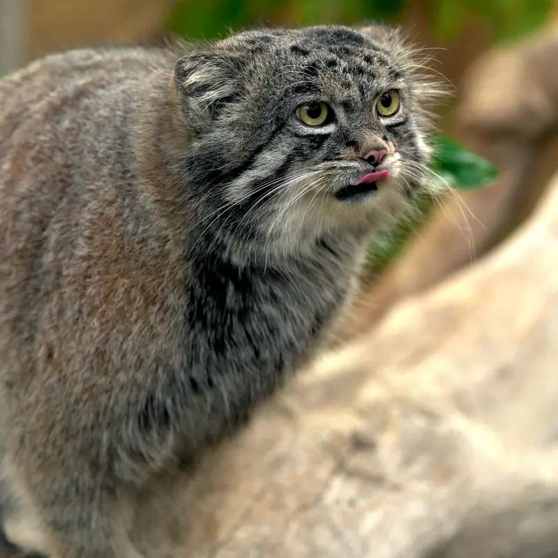 A photograph of Nar in Kobe Animal Kingdom
