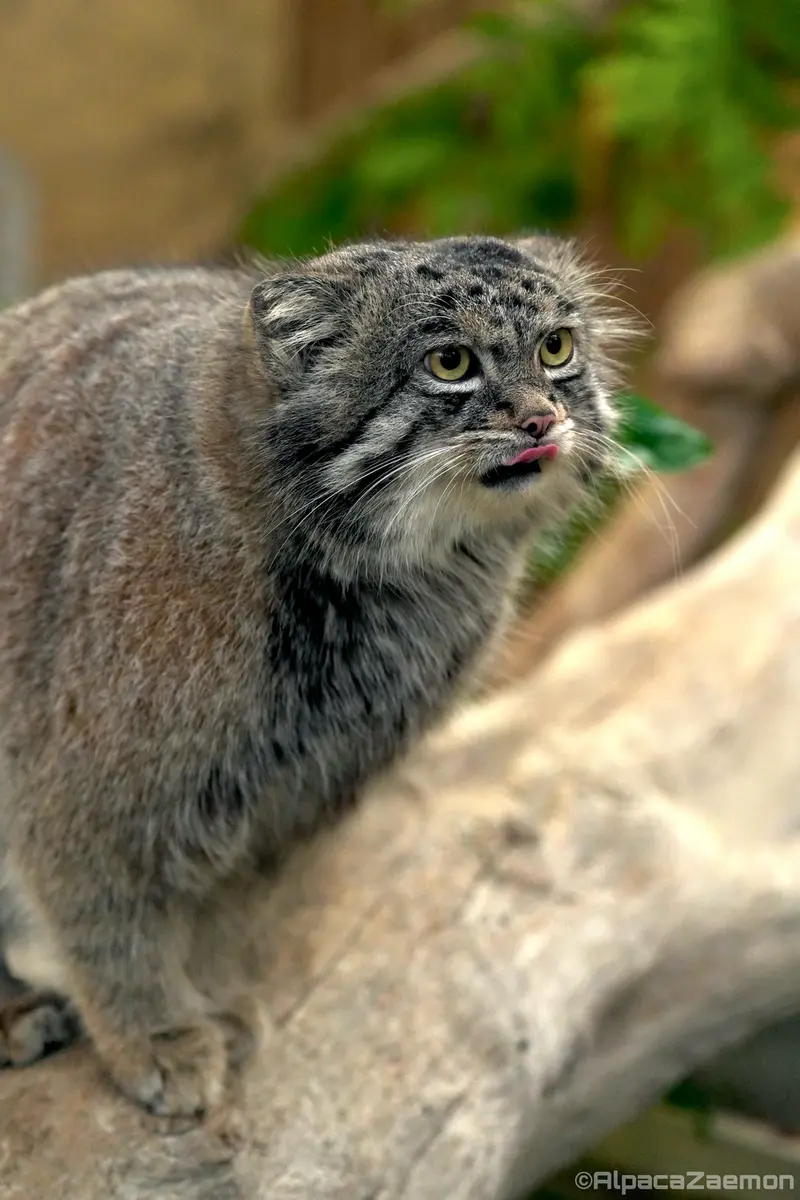 A photograph of Nar in Kobe Animal Kingdom