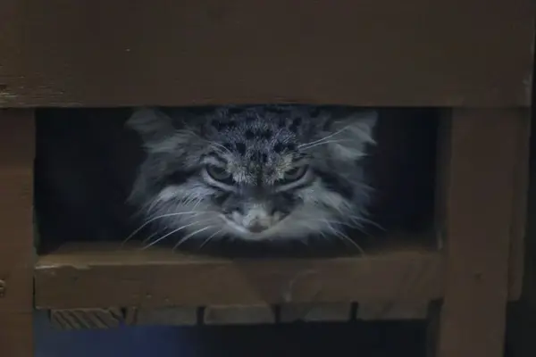 A photograph of a Pallas's cat