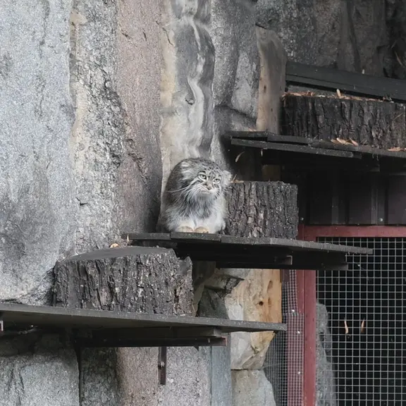 A photograph of a Pallas's cat in Moscow zoo