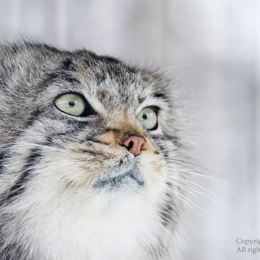 A photograph of a Pallas's cat in Potter Park Zoo
