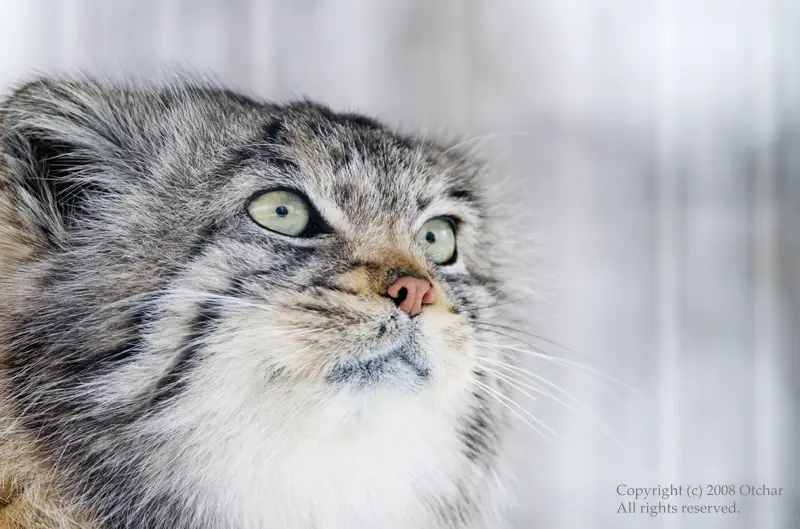 A photograph of a Pallas's cat in Potter Park Zoo