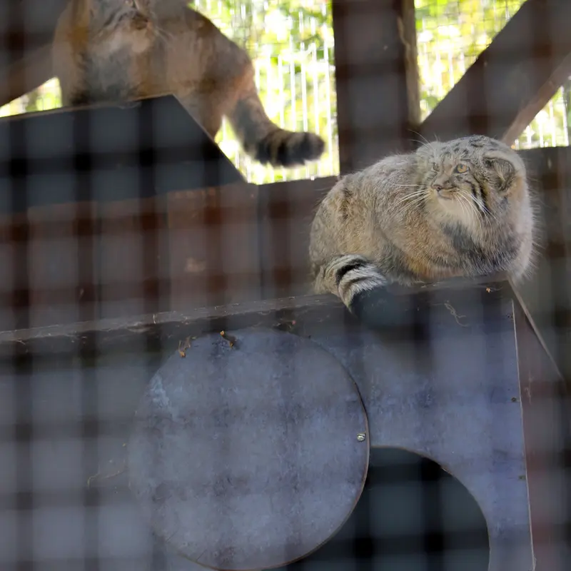 A photograph of Alani, Kitten of Alani b.2026 Ⅰ, and Kitten of Alani b.2026 Ⅱ in Košice Zoo
