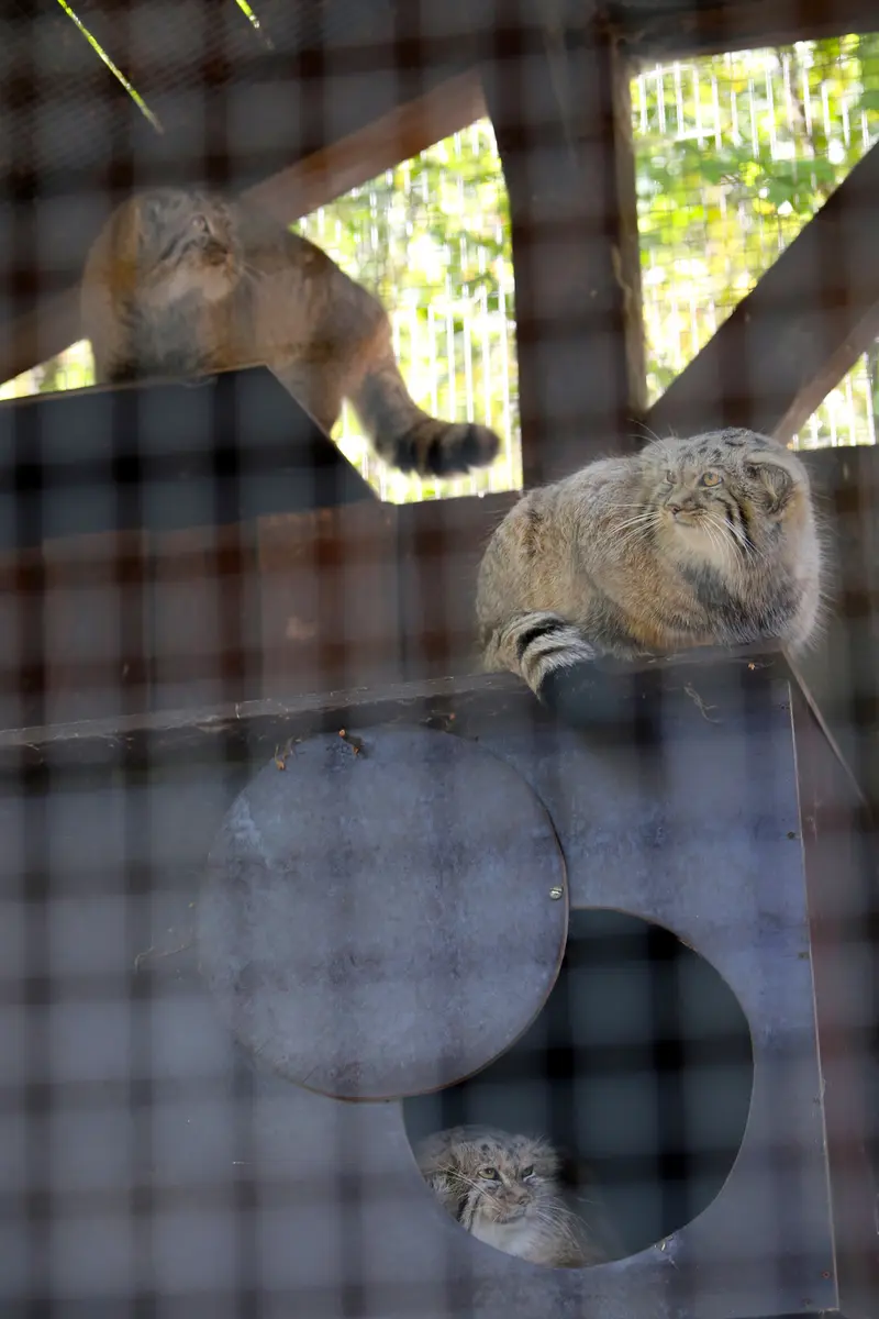 A photograph of Alani, Kitten of Alani b.2026 Ⅰ, and Kitten of Alani b.2026 Ⅱ in Košice Zoo