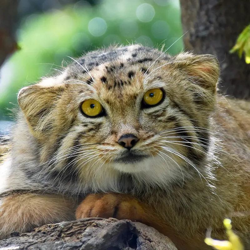 Mano the Pallas's cat from Yerevan Zoo