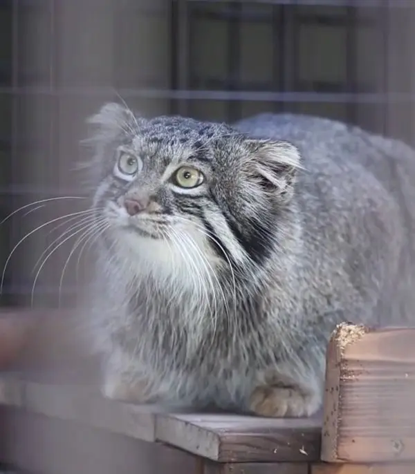 Figa Hears A Noise