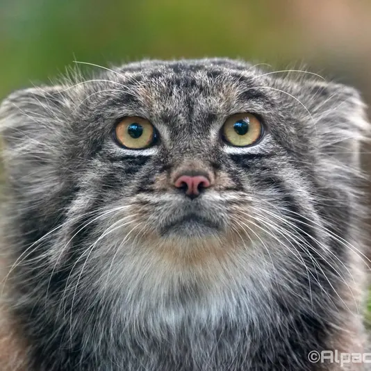 A photograph of Nar in Kobe Animal Kingdom