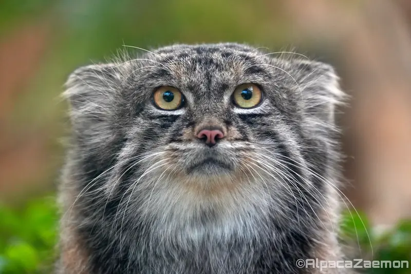 A photograph of Nar in Kobe Animal Kingdom