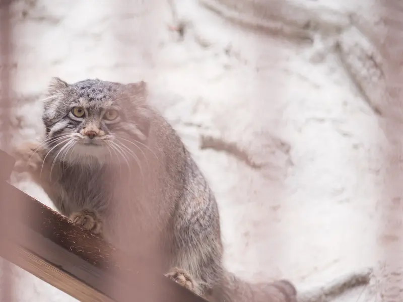 A photograph of Figa in Nogeyama Zoo